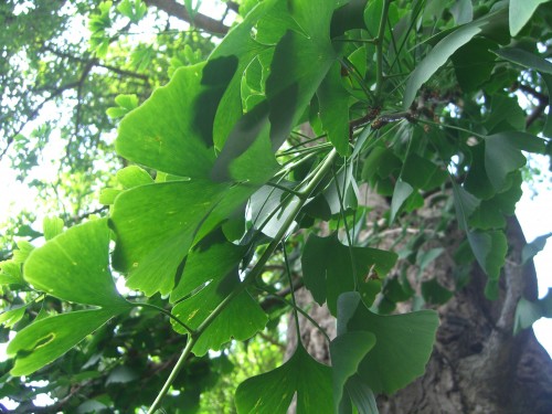 Ginkgobaum | 
yogaguide | Vapus.organics verschenkt Ginkogsamen