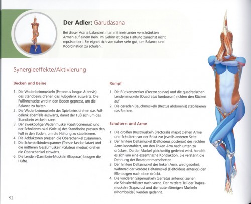 Yoga Anatomie 3D die Yogahaltungen