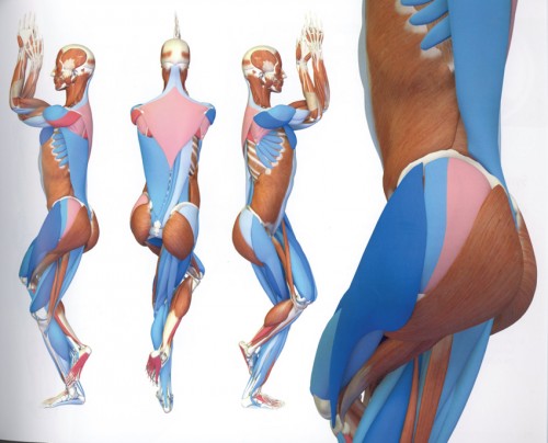 Yoga-Anatomie 3D Yoga-Haltungen