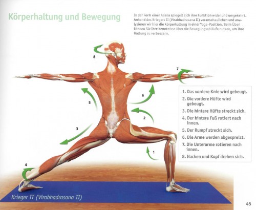 Yoga Guide | Yoga Anatomie 3D von Ray Long auf deutsch erschienen | yogaguide