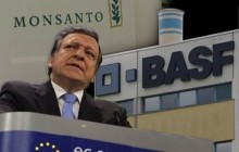 Europäische Kommission genehmigt Anbau von gentechnisch veränderten Lebensmitteln.  Foto©  avaaz.org