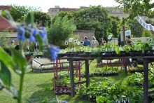 Wintergärtnern in Wien Bio-Jungpflanzenmarkt | yogaguide Tipp