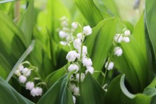 Mai-Spezial-Angebote bei Indigourlaub | Yoga Guide