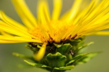 Online-Ausbildung Phytotherapie & Heilkräuterkunde 2022 | yogaguide Tipp