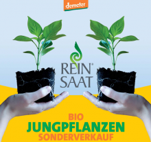 Jungpflanzenverkauf bei ReinSaat | yogaguide