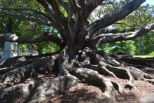 Yoga-Seminar: Faszination Vagus-Nerv | yogaguide Tipp