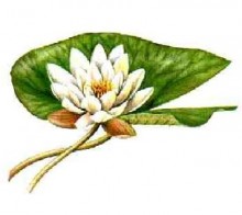 YoGong - Stärkung & Beweglichkeit des Rückens