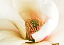 Tiefer in die Welt des Yoga eintauchen | Ananda Yogalehrausbildung | yogaguide