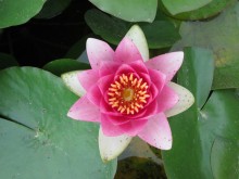 Yoga-Seminar „Wechseljahre aus der Sicht des Yoga“ | yogaguide