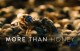 Filmtipp | More than Honey