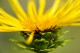 Online-Ausbildung Phytotherapie & Heilkräuterkunde 2022