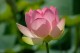 Workshop | Yoga und der Beckenboden