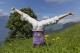 Yogaferien mit Veronica Wunderlich in Südtirol