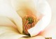 Yogalehrerausbildung Ananda | Tiefer in Yoga eintauchen