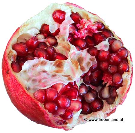 Granatapfel bei tropenland.at kaufen | Yoga Guide 