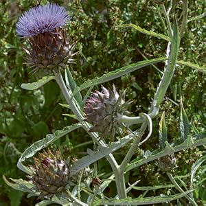 Artischocke aus Natuerlich gesund mit 50 Plus | yogaguide Tipp