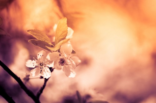 Herbstdetox | Erlebnisreise mit Nives Gobo von blooms | yogaguide news Herbstdetox | Erlebnisreise mit Entschlackungseffekt | yogaguide