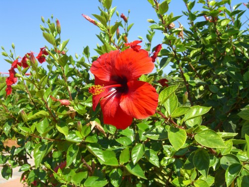 Hibiskusblüten in voller Pracht|Foto© yogaguide.at