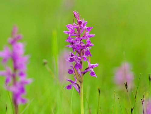 Margret Madejsky Natura Naturans Phythotherapie Ausbildung 