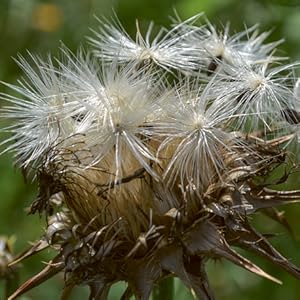Mariendistel Natuerlich gesund AT Verlag | yogaguide Buchtipp