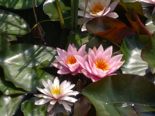 Soft Movement Foto yogaguideAT 