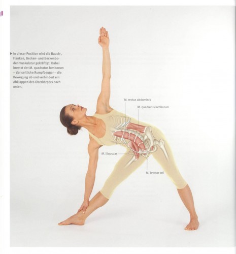 Medical Yoga | Spiraldynamik |Yoga Guide