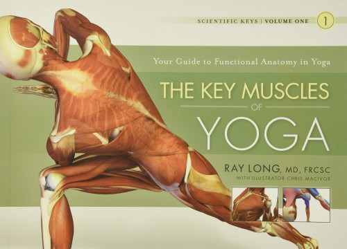 The Key Muscle of Yoga | yogaguide The Key Muscle of Yoga | yogaguide