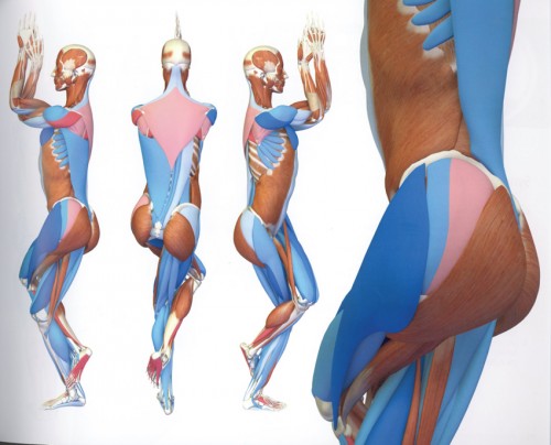 Yoga-Anatomie 3D Yoga-Haltungen Yoga-Anatomie 3D Yoga-Haltungen