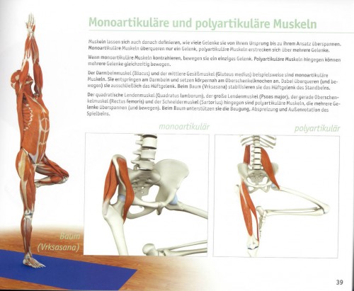 Yoga Guide | Yoga Anatomie 3D von Ray Long auf deutsch erschienen | yogaguide Yoga Guide | Yoga Anatomie 3D von Ray Long auf deutsch erschienen | yogaguide