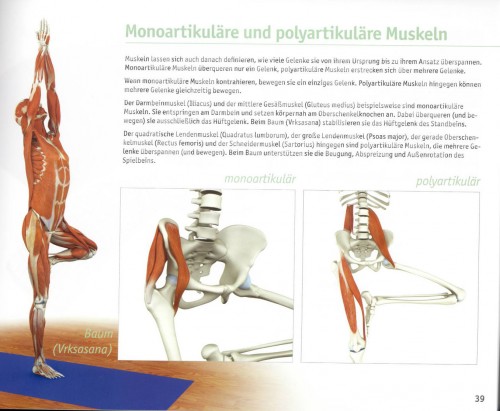 Yoga Guide | Yoga Anatomie 3D von Ray Long auf deutsch erschienen | yogaguide