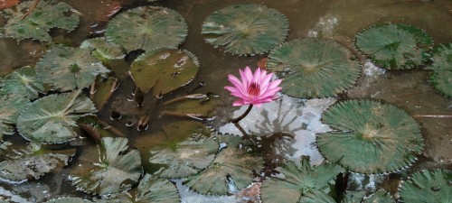 Erhebe dich mit dieser Ausbildung wie die Lotusblume aus dem Sumpf Erhebe dich mit dieser Ausbildung wie die Lotusblume aus dem Sumpf