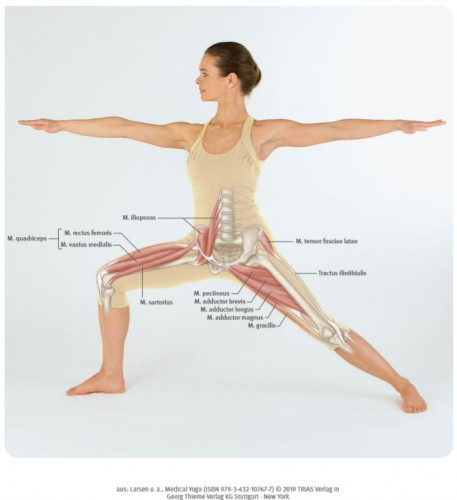 Medical-Yoga anatomisch richt üben Trias Verlag