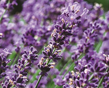 Ätherische Öle von primavera. Pflege und Duft mit den Kräften der Natur|Yoga und Körperpflege | Yoga und Düfte | Yogaadressen schnell finden Ätherische Öle von primavera. Pflege und Duft mit den Kräften der Natur|Yoga und Körperpflege | Yoga und Düfte | Yogaadressen schnell finden